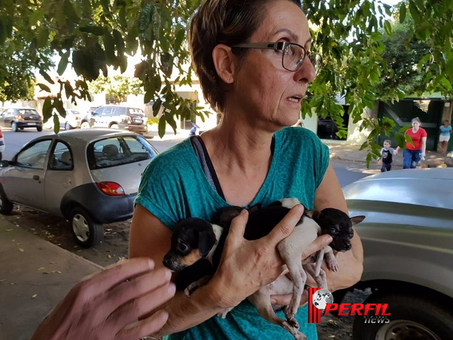 ‘Protetoras de Três Lagoas’ resgata 30 cães maltratados em casa de advogada