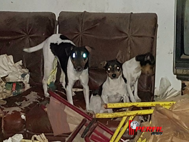 ‘Protetoras de Três Lagoas’ resgata 30 cães maltratados em casa de advogada