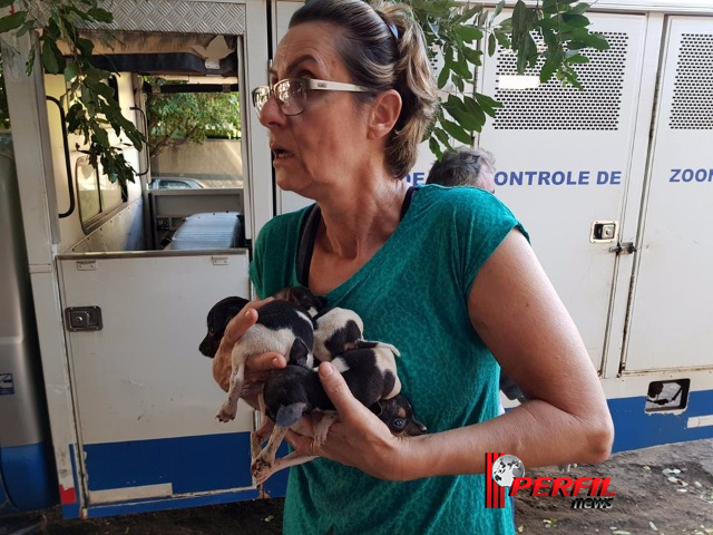 ‘Protetoras de Três Lagoas’ resgata 30 cães maltratados em casa de advogada