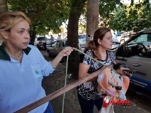 ‘Protetoras de Três Lagoas’ resgata 30 cães maltratados em casa de advogada