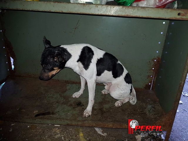 ‘Protetoras de Três Lagoas’ resgata 30 cães maltratados em casa de advogada