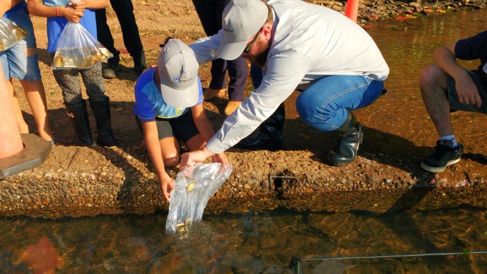 Reservatórios de Jupiá e Ilha Solteira recebem 400 mil peixes