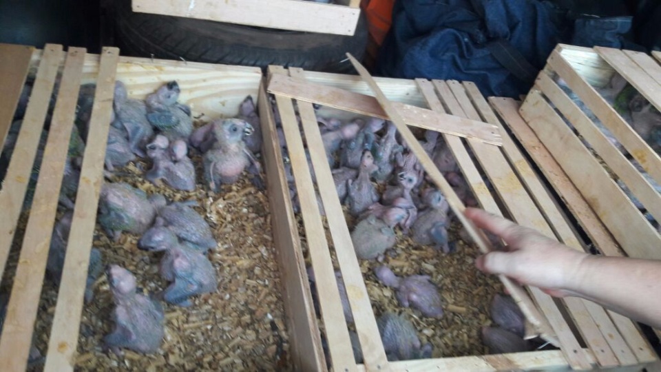 Após perseguição, traficantes abandonam 173 filhotes de papagaio