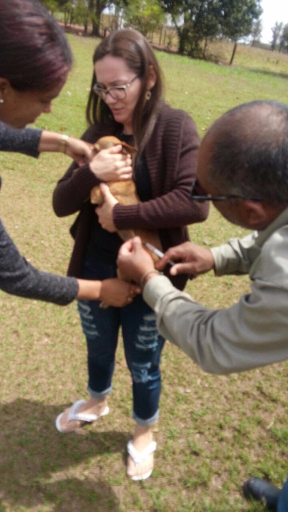 Imunização contra a raiva continua em Brasilândia