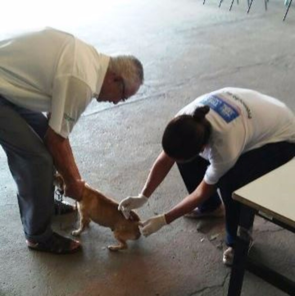 Saúde imuniza 892 cães e 156 gatos na segunda etapa de vacinação