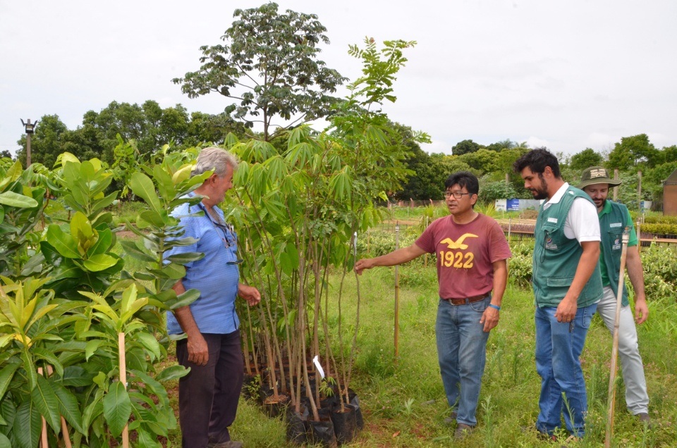 Áreas Verdes de Três Lagoas ganharão novas espécies de árvores