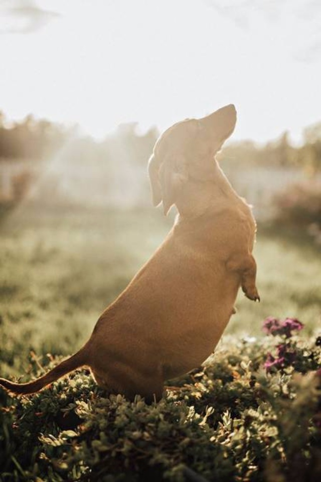 Cachorrinha grávida vira sucesso ao posar para ensaio