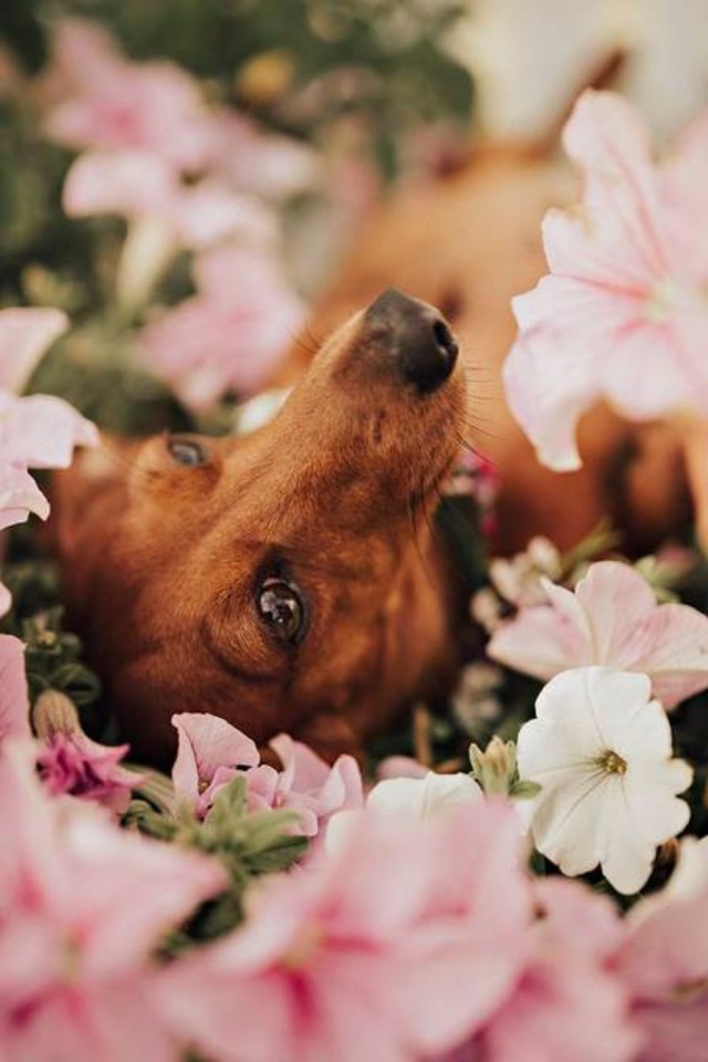 Cachorrinha grávida vira sucesso ao posar para ensaio