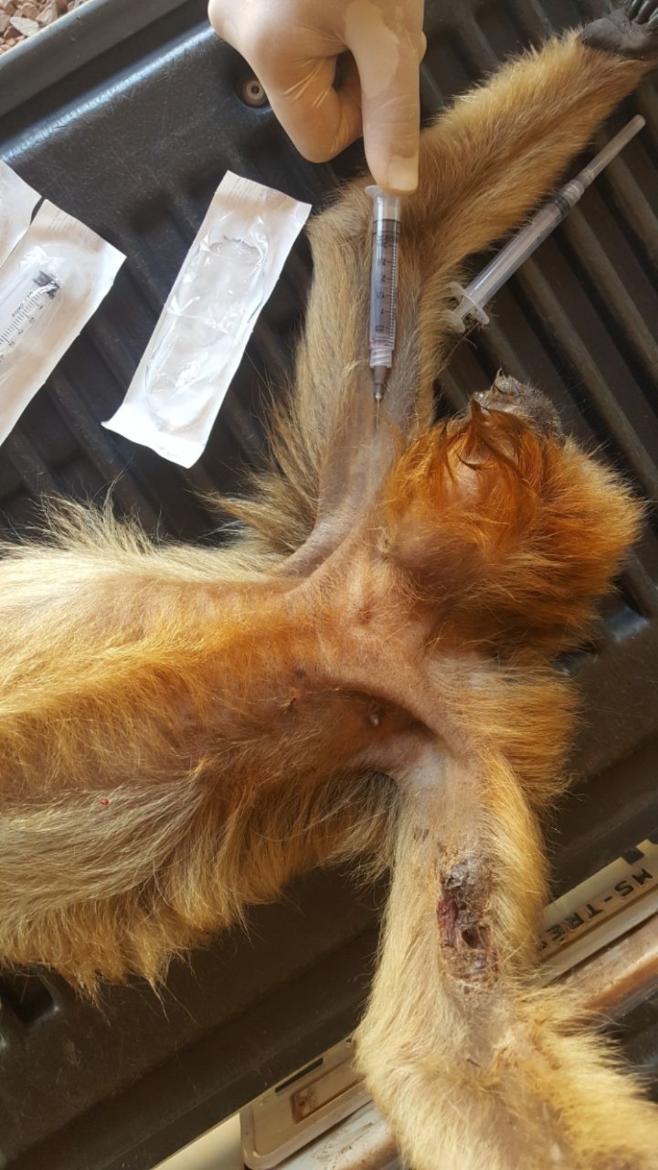 CCZ e PMA de Três Lagoas capturam macaca ferida na região da Ilha Comprida