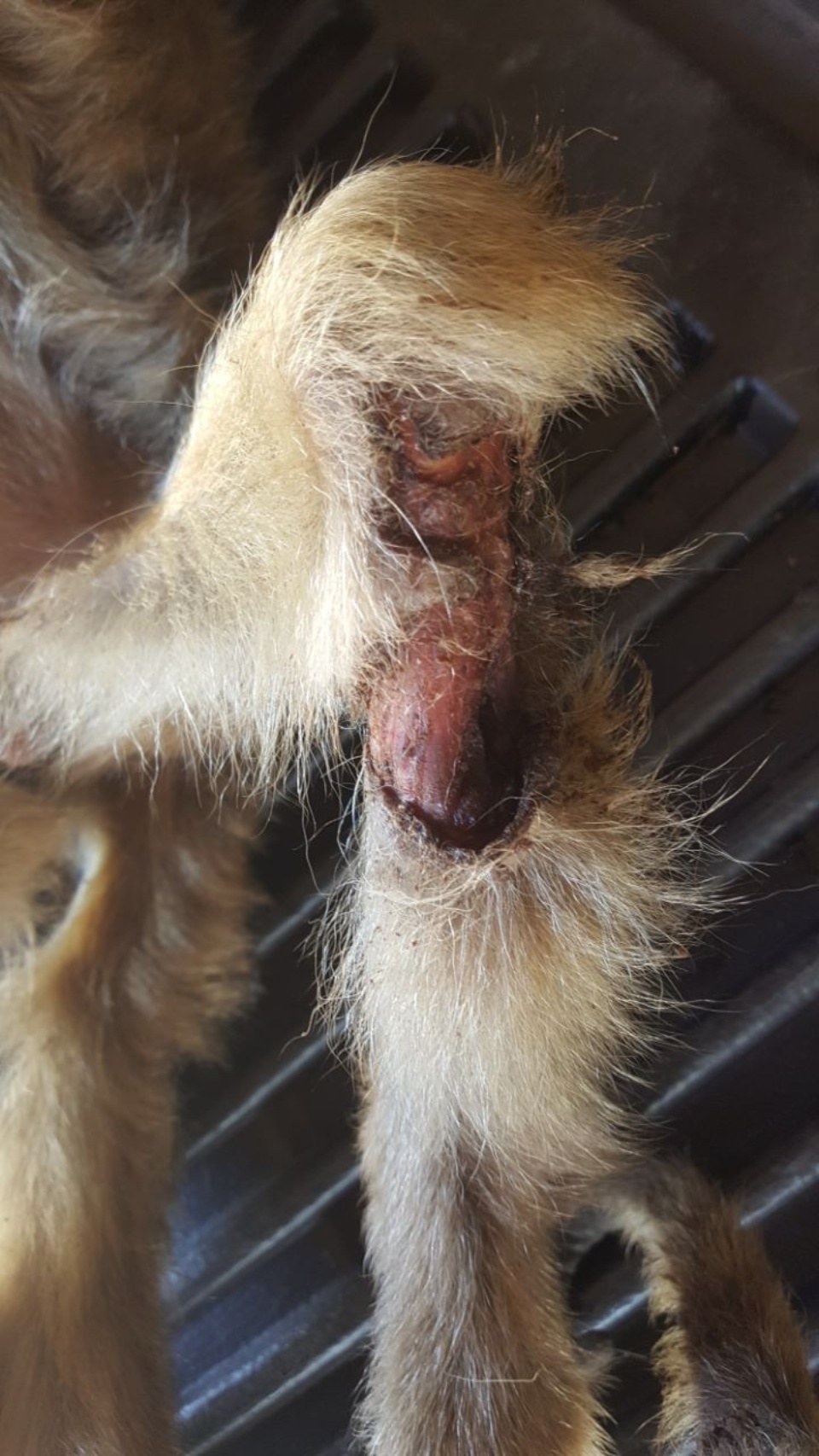 CCZ e PMA de Três Lagoas capturam macaca ferida na região da Ilha Comprida
