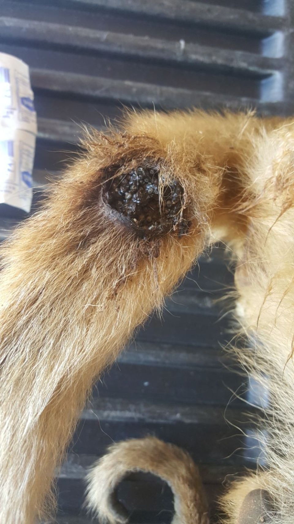 CCZ e PMA de Três Lagoas capturam macaca ferida na região da Ilha Comprida