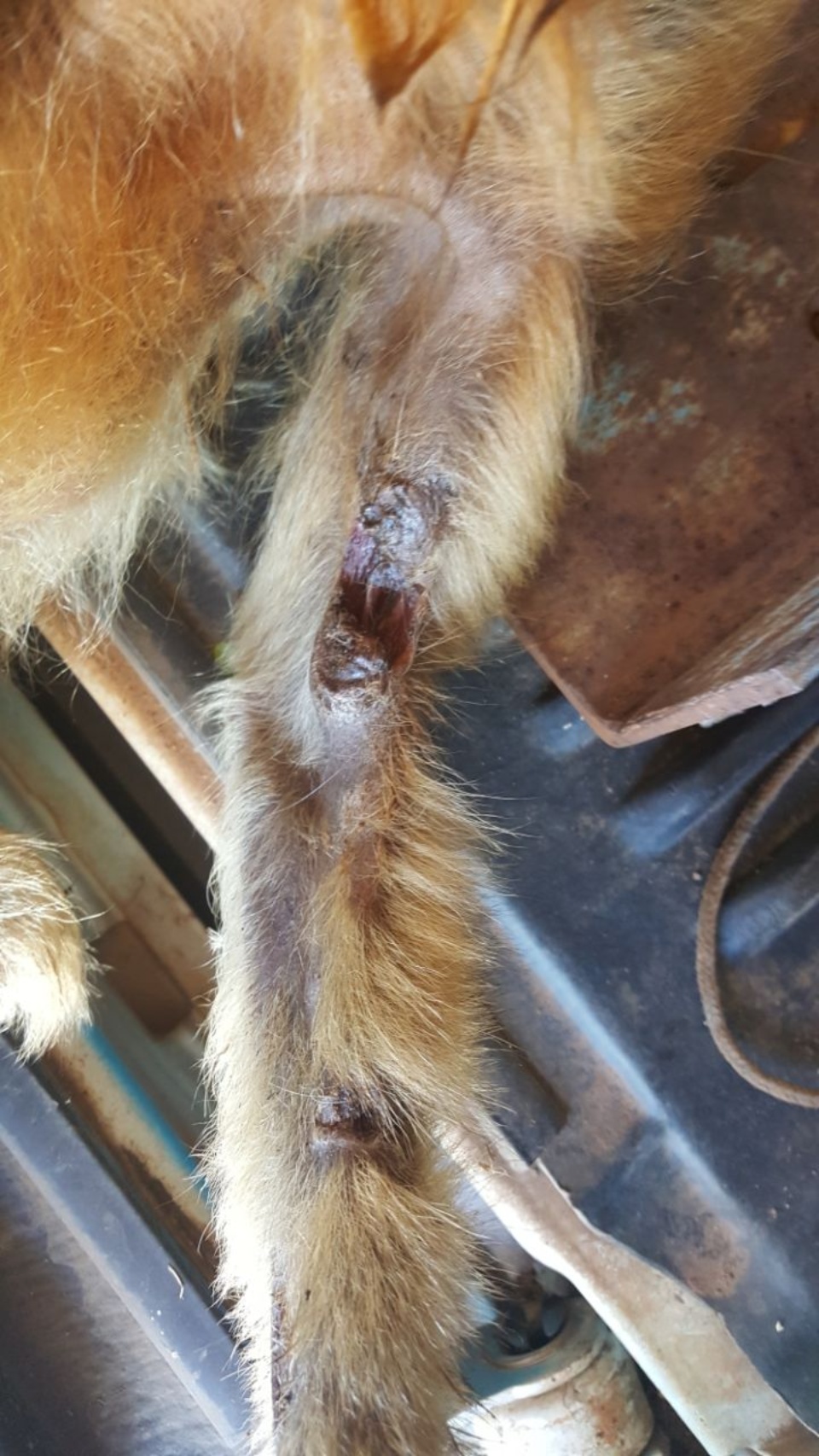 CCZ e PMA de Três Lagoas capturam macaca ferida na região da Ilha Comprida