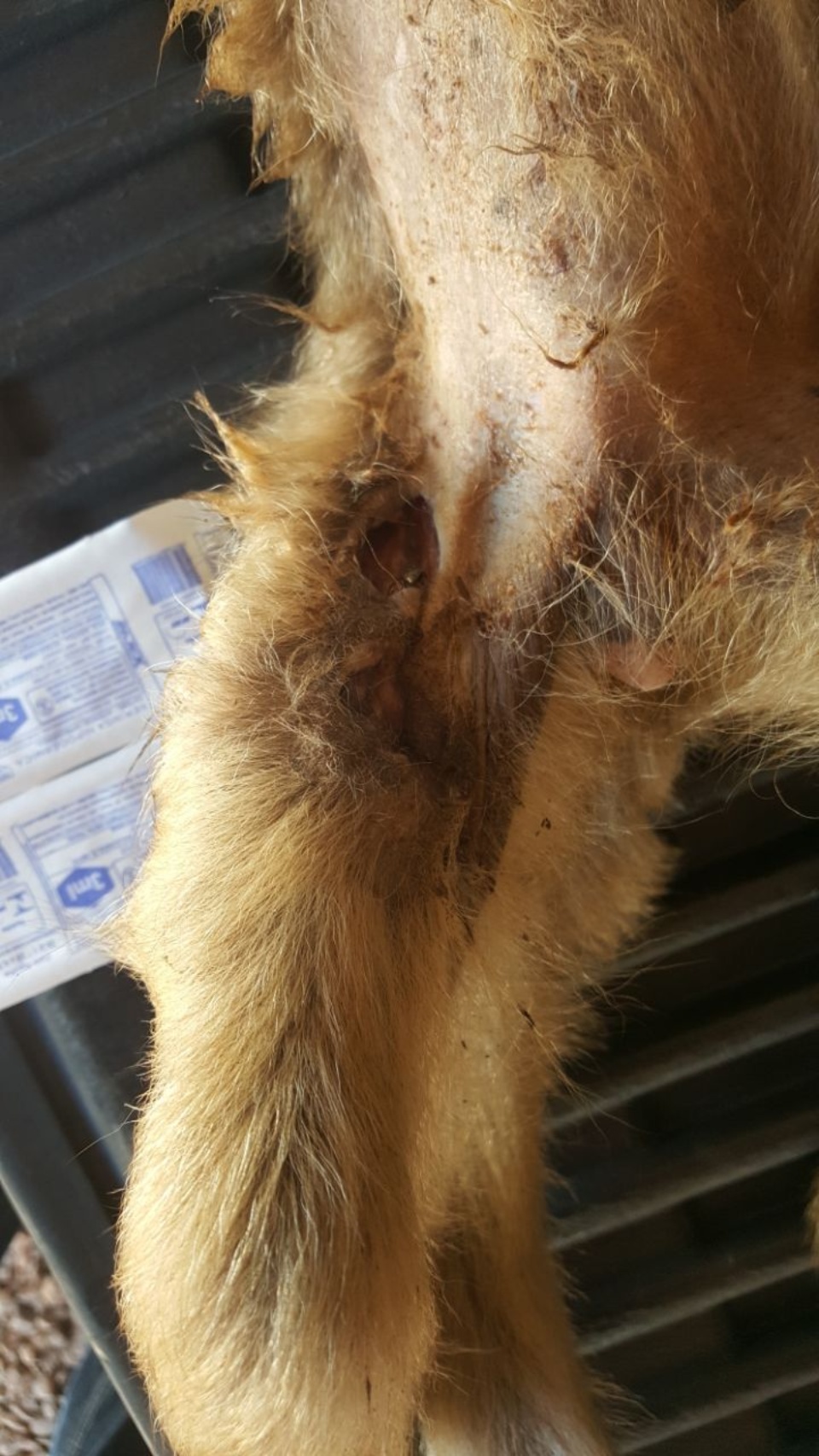CCZ e PMA de Três Lagoas capturam macaca ferida na região da Ilha Comprida
