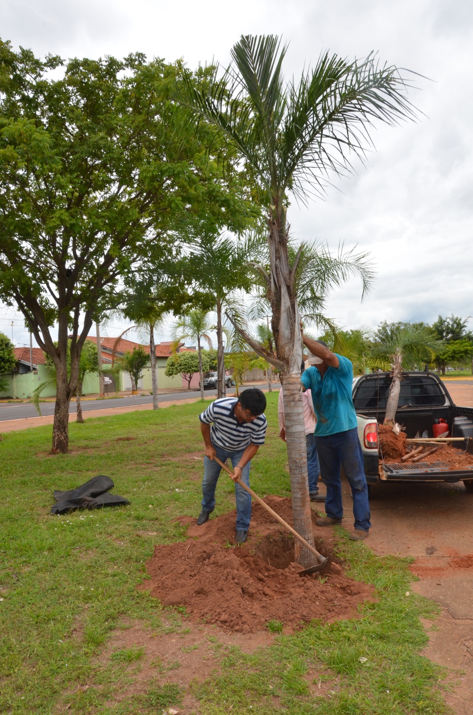 Prefeitura replanta palmeiras retiradas da Clodoaldo Garcia