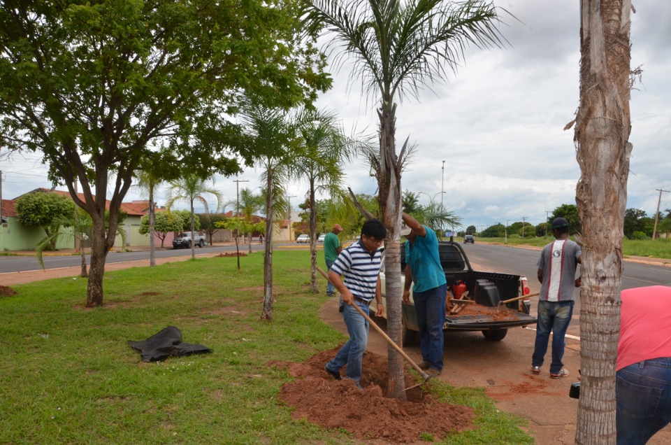 Prefeitura replanta palmeiras retiradas da Clodoaldo Garcia
