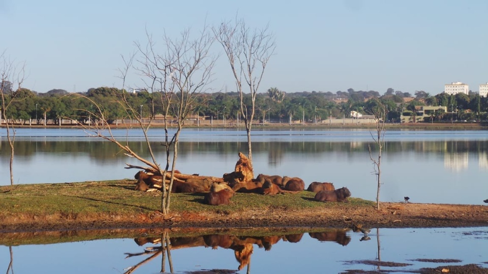 Estiagem prejudica saúde de animais e pessoas e traz desafios para alimentação e hidratação Estiagem prejudica saúde de animais e pessoas e traz desafios para alimentação e hidratação