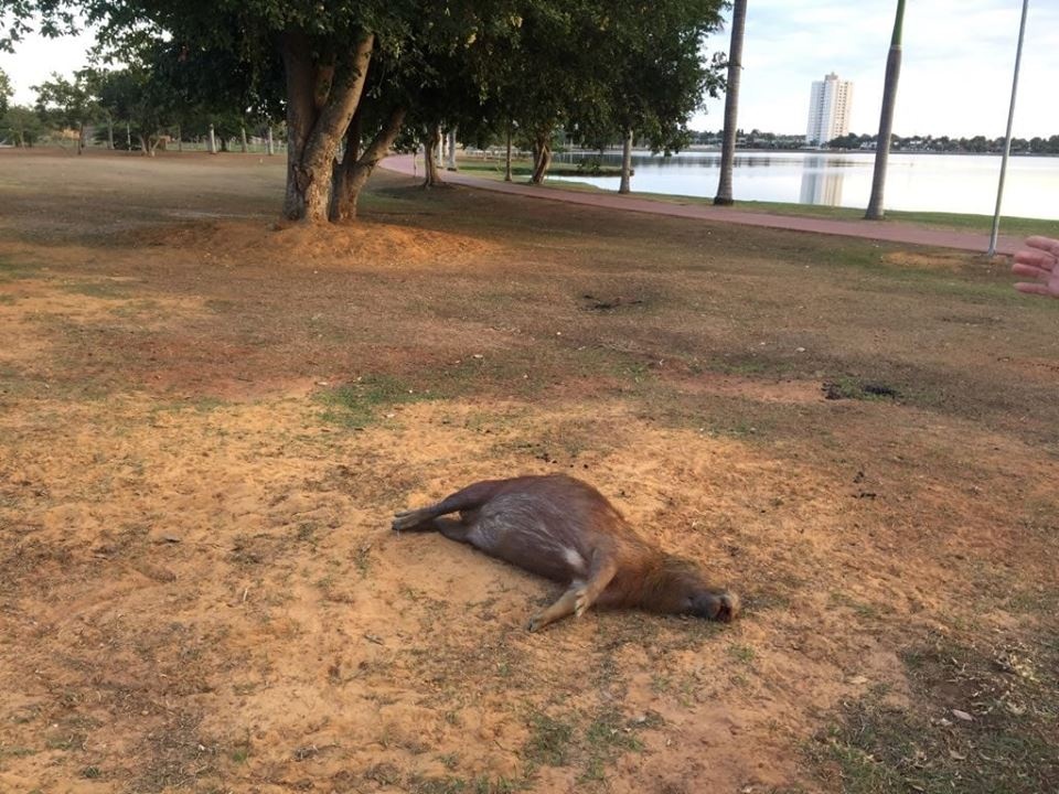 Estiagem prejudica saúde de animais e pessoas e traz desafios para alimentação e hidratação Estiagem prejudica saúde de animais e pessoas e traz desafios para alimentação e hidratação