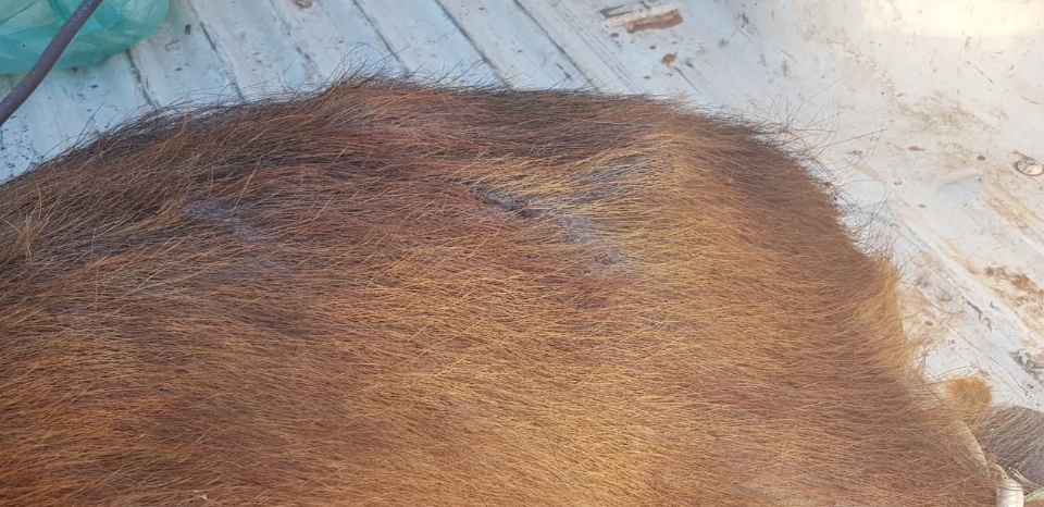 Prefeitura resgata capivara na Avenida Filinto Muller