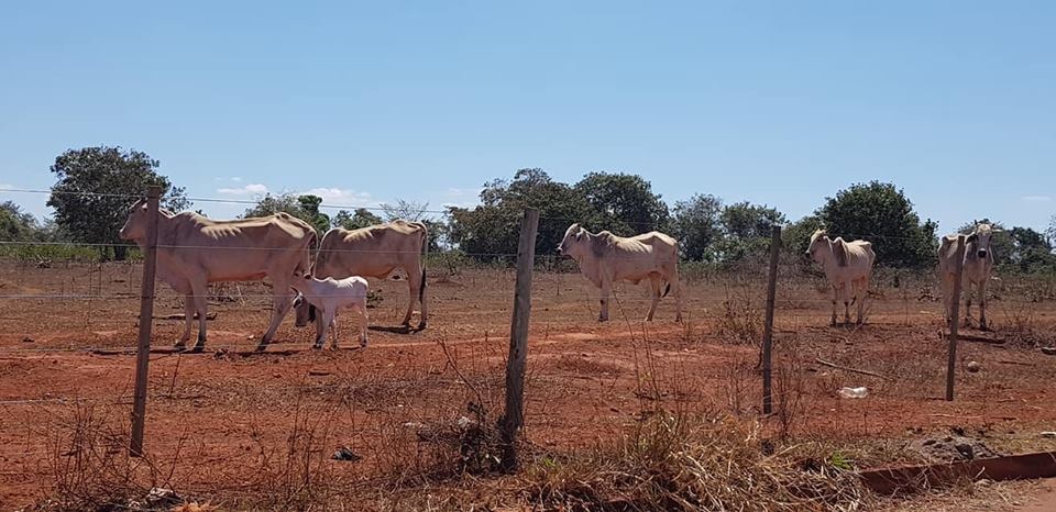 Animais de grande porte são vítimas da seca e falta de comprometimento dos proprietários em Três Lagoas