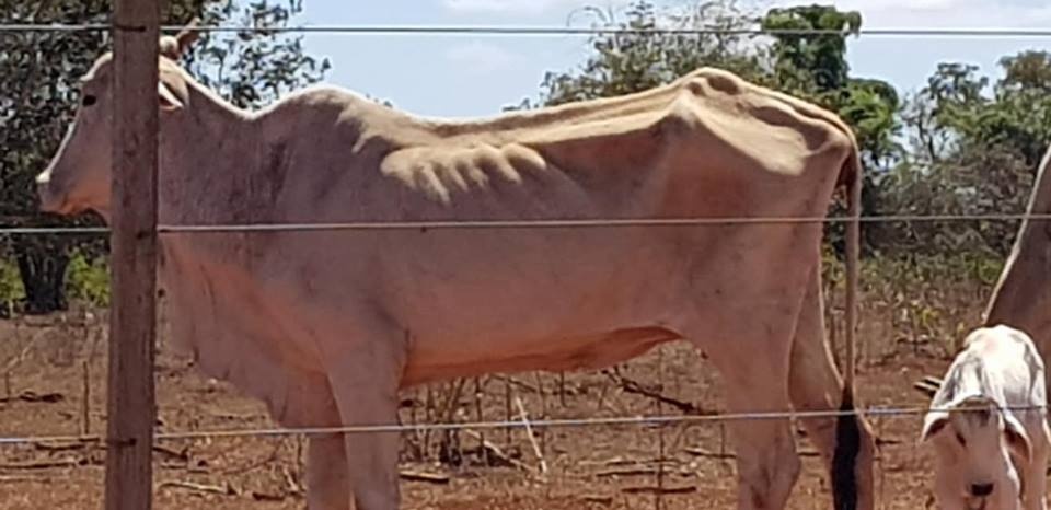 Animais de grande porte são vítimas da seca e falta de comprometimento dos proprietários em Três Lagoas