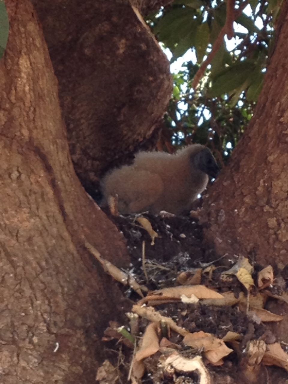 Filhote de Urubu-Rei é encontrado na área urbana de Três Lagoas