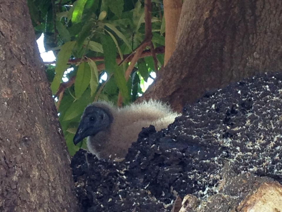 Filhote de Urubu-Rei é encontrado na área urbana de Três Lagoas
