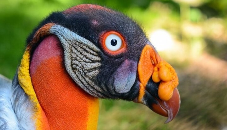 Filhote de Urubu-Rei é encontrado na área urbana de Três Lagoas