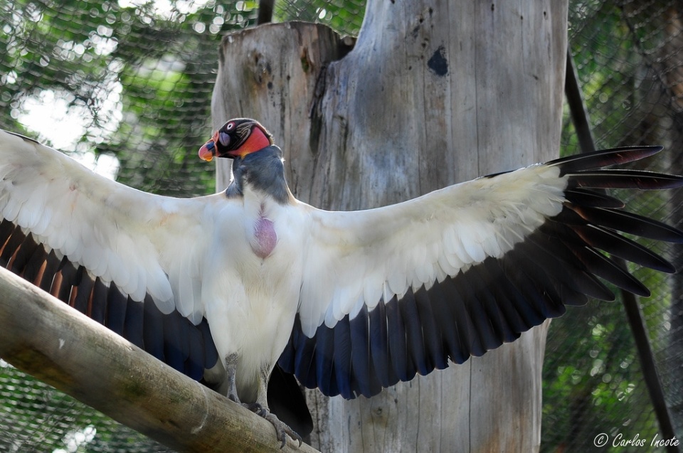 Filhote de Urubu-Rei é encontrado na área urbana de Três Lagoas