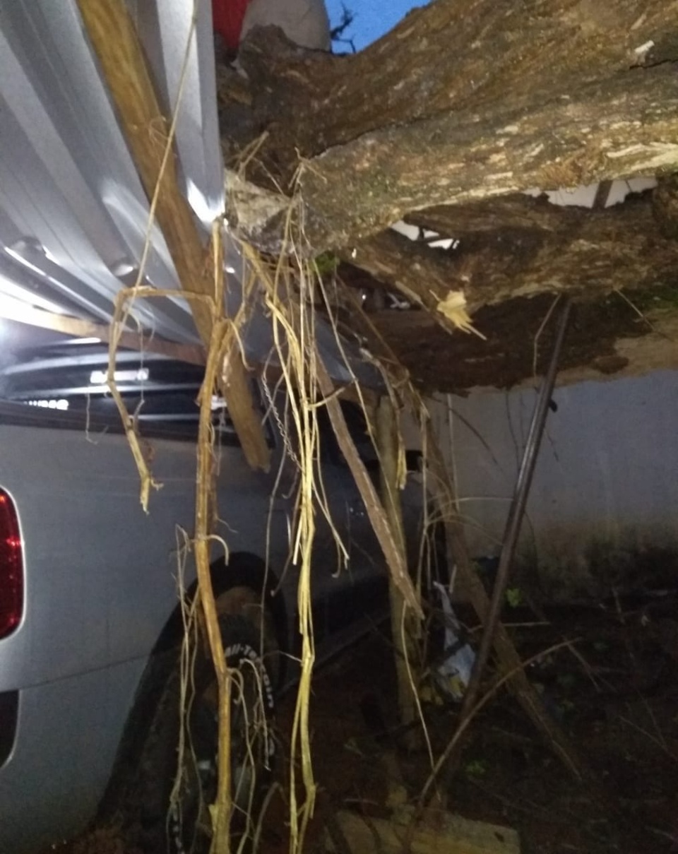 Vendaval arranca árvore e destrói muro e carro na Vila Piloto Vendaval arranca árvore e destrói muro e carro na Vila Piloto