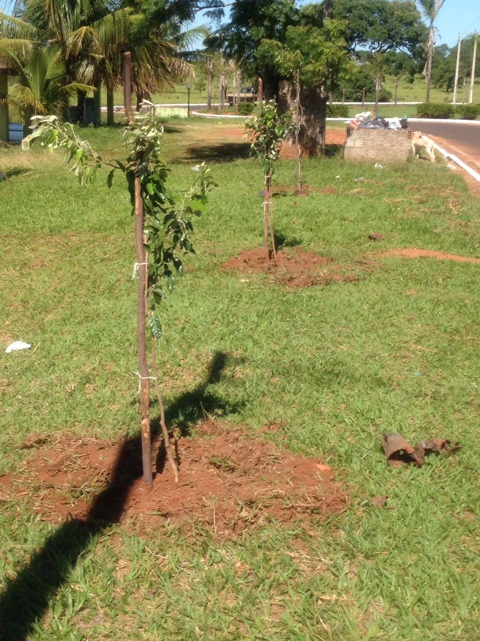 Distrito de Arapuá recebe plantio de árvores pelo Projeto “Áreas Mais Verdes”