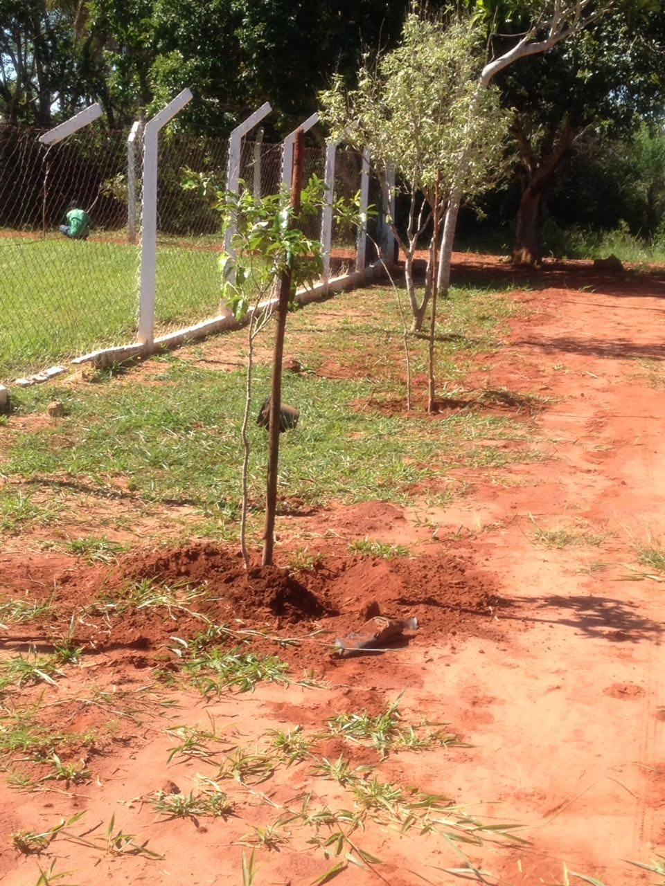 Distrito de Arapuá recebe plantio de árvores pelo Projeto “Áreas Mais Verdes”