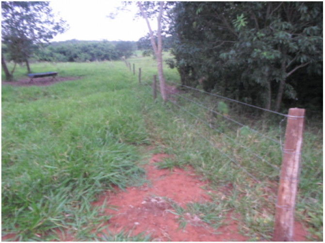 PMA autua assentado em R$ 45 mil por criar gado em reserva legal de assentamento O gado foi apreendido e ficou sob responsabilidade do autuado como fiel depositário. (Foto: Assessoria)
