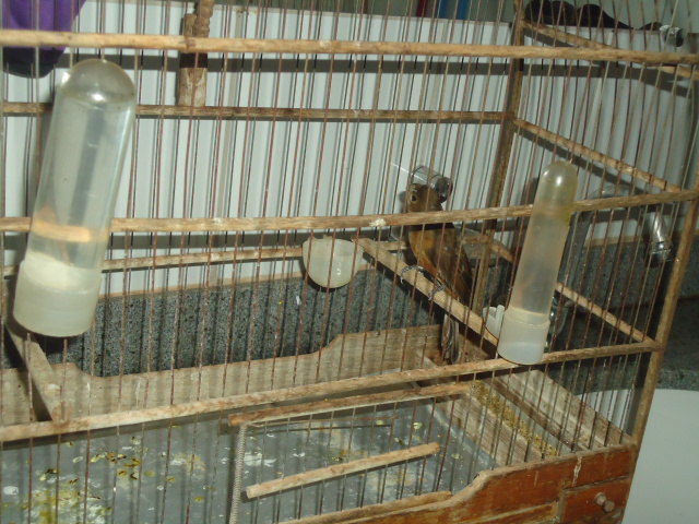 Pássaro da espécie bicuda que era mantido em cativeiro ilegalmente pelo proprietário do criadouro (Foto: Assessoria)