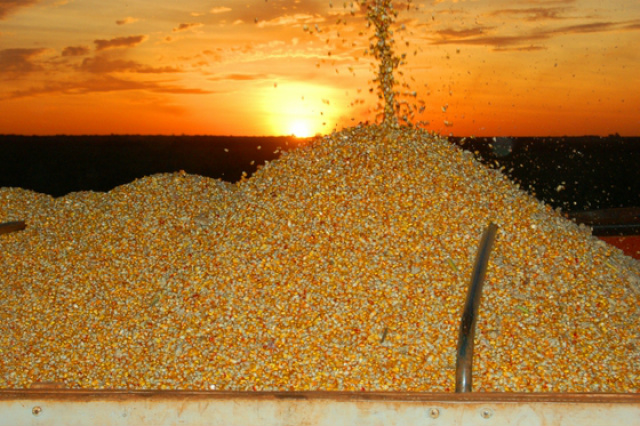 Dados da Embrapa colocam MS como o segundo em crescimento da cultura do milho. (Foto: Gerson Oliveira / Correio do Estado (arquivo)
