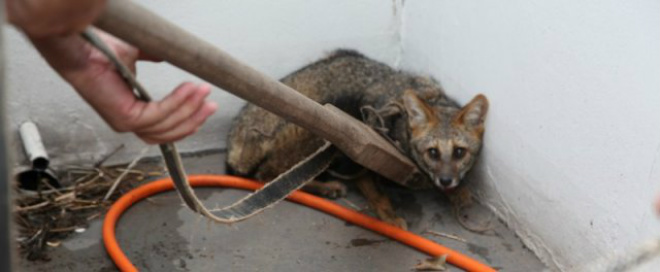 O lobo-guará foi encurralado e capturado (Foto: Edição de Notícias/PC de Souza)