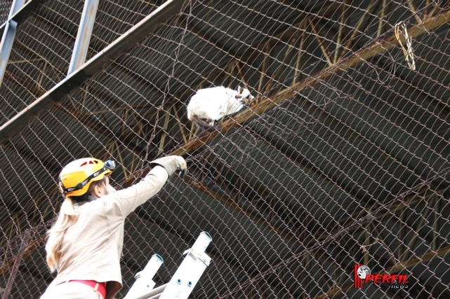 Corpo de Bombeiros: uma vida dedicada ao atendimento humanitário Eles apagam foto, fiscalizam instalações, resgatam feridos em acidentes, levam pacientes aos hospitais - e também resgatam gatos em perigo, como mostra imagem feita em 2015 pelo Perfil News, em Três Lagoas. Foto: Lucas Gustavo.