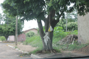 Casos de dengue preocupam moradores de Três Lagoas Moradora de uma residencia Avenida Aldair Rosa de Oliveira, na circular da Lagoa Maior improvisou pendurando sacos de lixo na árvore, mas tem que conviver com um terreno ao lado tomado pelo matagal (Foto: Ricardo Ojeda)