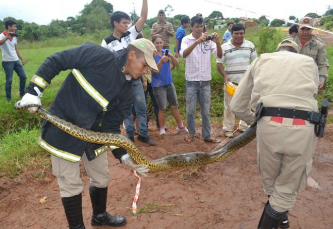Filhote de sucuri de 3 metros é encontrado em Caarapó Bombeiros e Polícia Militar capturaram a cobra (Foto: Caarapó News)