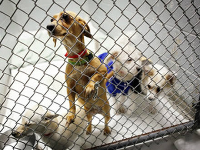 Cerca 350 cães são sacrificados por mês em Três Lagoas Em 2012, Três Lagoas registrou 8 casos da doença
Foto: Rafael Furlan