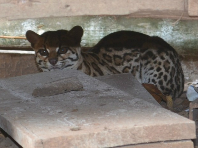 Jaguatirica é encontrada em quintal de casa em Coxim Jaguatirica estava escondida em galinheiro desativado (Foto: Maikon Leal/ Coxim Agora)
