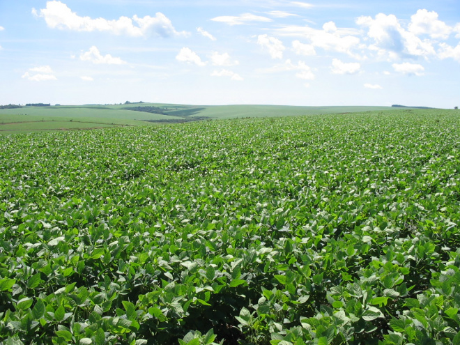 Colheita da soja deve superar mais de 6 milhões de toneladas na safra de verão no Estado (Foto: Arquivo)