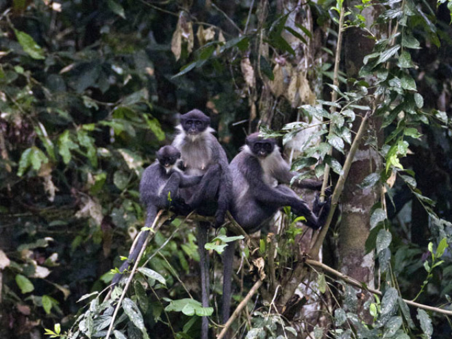 Família de macacos langur-de-hose ou langur-cinzento, encontradas em junho por pesquisadores na ilha de Bornéu, na Malásia
Foto: Ethical Expeditions, Eric Fell/AP