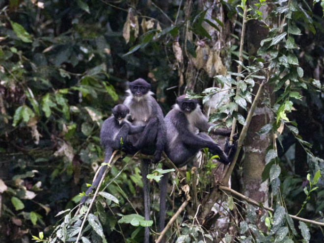 Cientistas 'redescobrem' espécie de macaco no Sudeste Asiático Família de macacos langur-de-hose ou langur-cinzento, encontradas em junho por pesquisadores na ilha de Bornéu, na Malásia
Foto: Ethical Expeditions, Eric Fell/AP