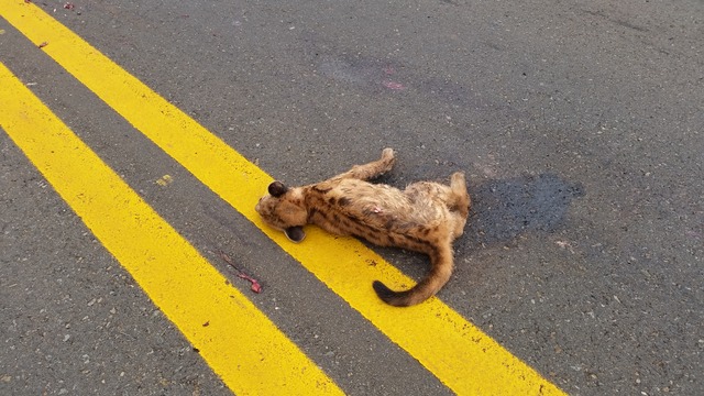 Filhotinho foi encontrado ainda vivo, ao lado de outro totalmente estraçalhado pela violência do atropelamento. Animal foi levado ao veterinário para tentar se recuperar dos múltiplos ferimentos. Foto: Divulgação PMA.