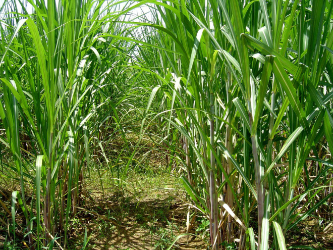 Usina de etanol em Ivinhema recebe recursos do BNDES A usina terá capacidade estimada de moer 4,1 milhões de toneladas de cana-de-açúcar por safra (Foto: Arquivo)