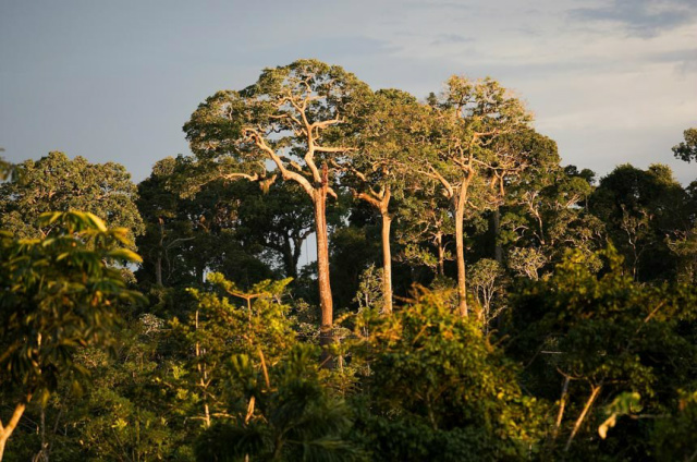 Conferência reconheceu papel das florestas no combate às mudanças climáticas (Foto: Divulgação/Agência Senado)