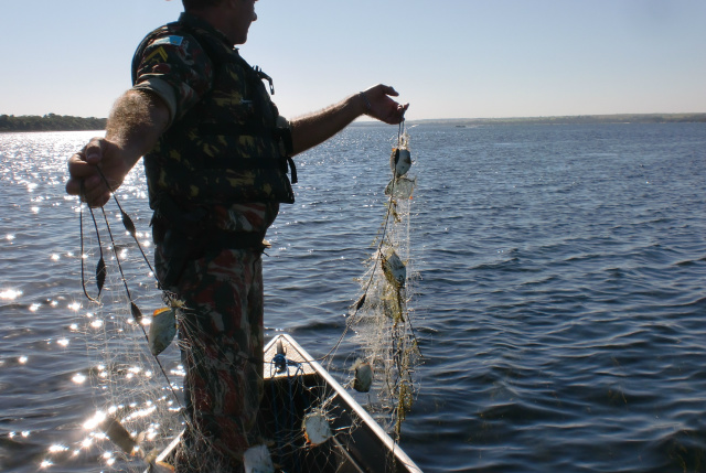 PMA apreende 1 km de redes de pesca armadas no lago da Usina Sérgio Motta e solta 20 kg de pescado Os policiais soltaram 20 kg de pescado que estavam presos às redes, porém, vivos (Foto: Assessoria)