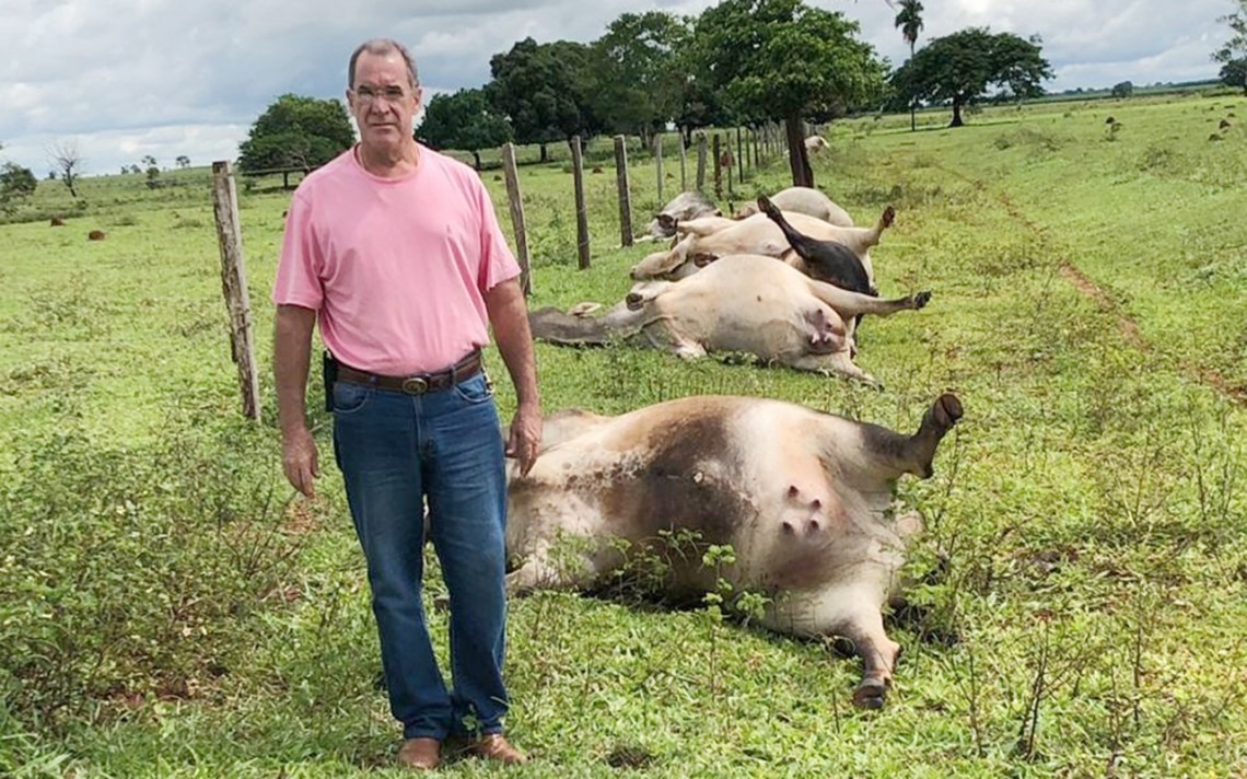 Raio mata 21 cabeças de gado em fazenda na região do Cabajá, em Aparecida do Taboado Foto: Costa Leste News