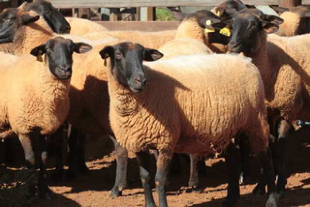 MS tem rebanho de aproximadamente 700 mil ovinos
Foto: Divulgação