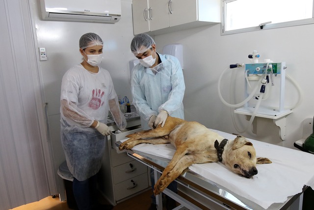 Em uma semana de atendimento, foram castrados 35 animais, sendo 28 cães e sete gatos (Foto/Assessoria)